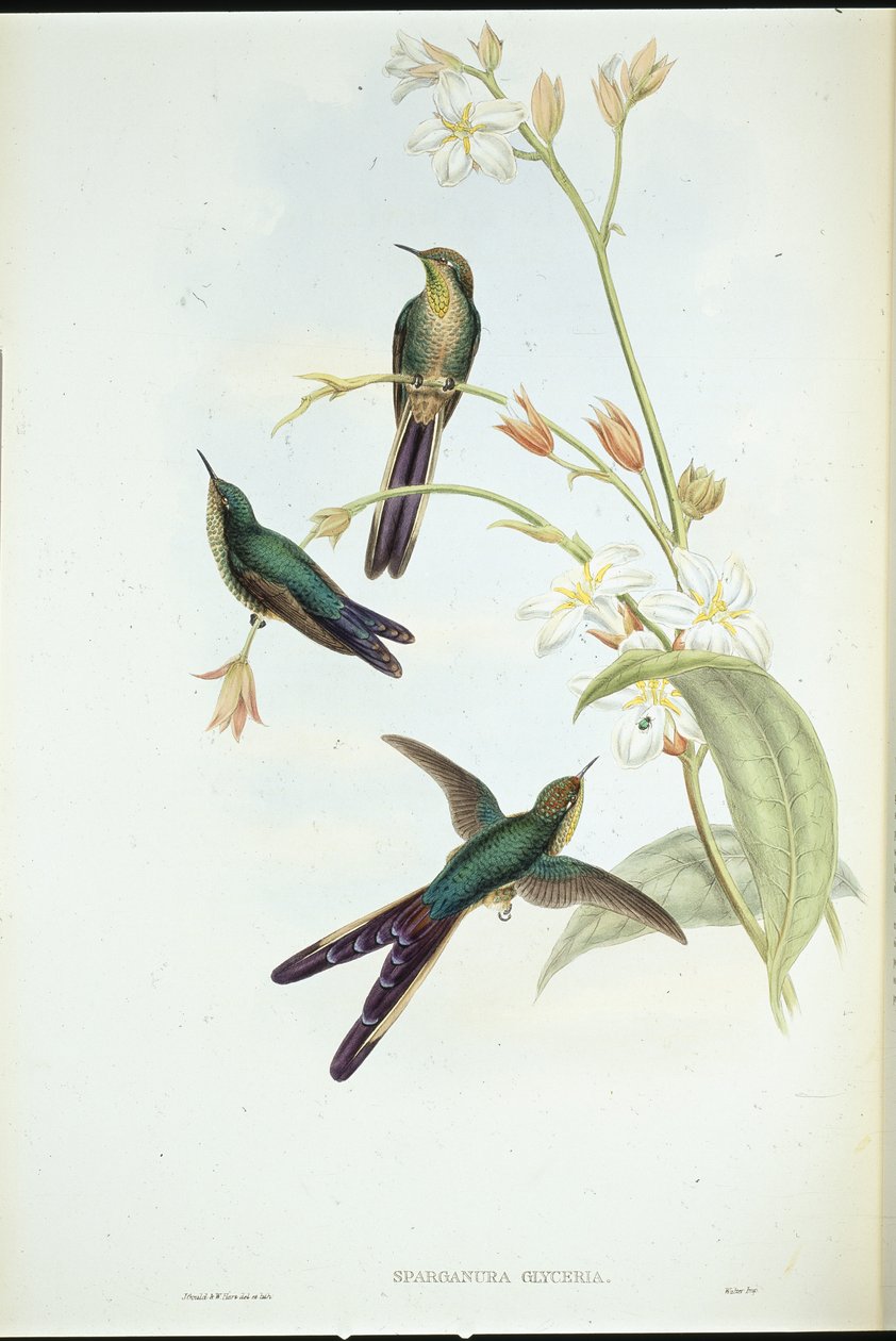 Lilla-halekomet-kolibri (Sparganura Glyceria) (håndfarget litho) av John (after) Gould