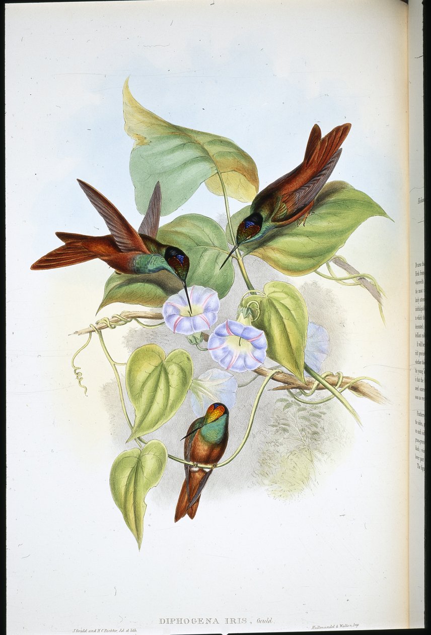 Regnbue (Diphogena Iris) (håndfarget litho) av John (after) Gould