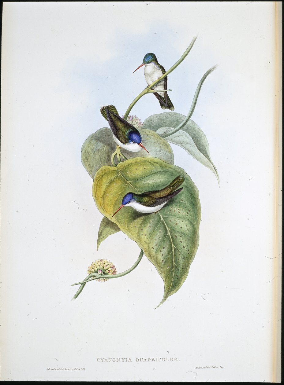 Rødnebb Azur-krone (Cyanomyia Quadricolor) (håndfarget litho) av John (after) Gould