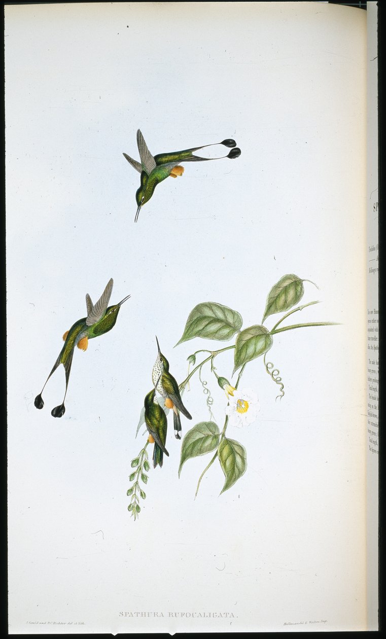Racket-hale med rød støvel (Spathura Rufocaligata) (håndfarget litho) av John (after) Gould