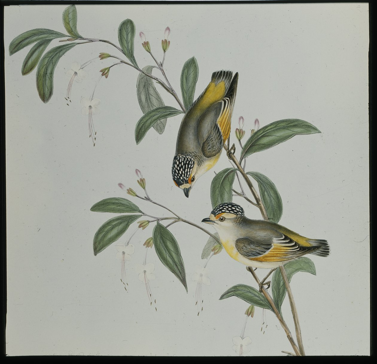 Rød-lored Pardalote (pardalotus rubricatus) (håndfarget litho) av John (after) Gould