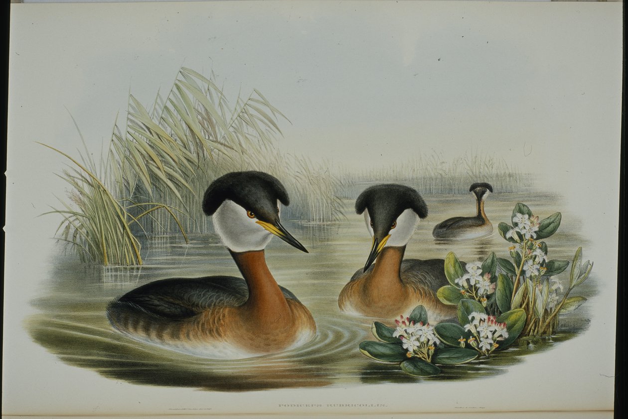 Rødhalset dukker (Podiceps Rubricollis) (håndfarget litho) av John (after) Gould