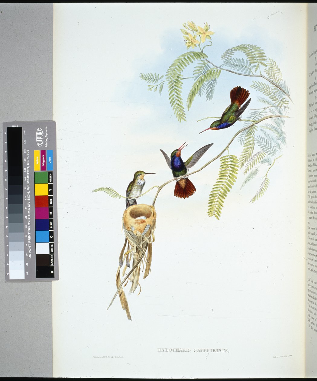 Rødstrupet safir (hylocharis sapphirinus) (håndfarget litho) av John (after) Gould