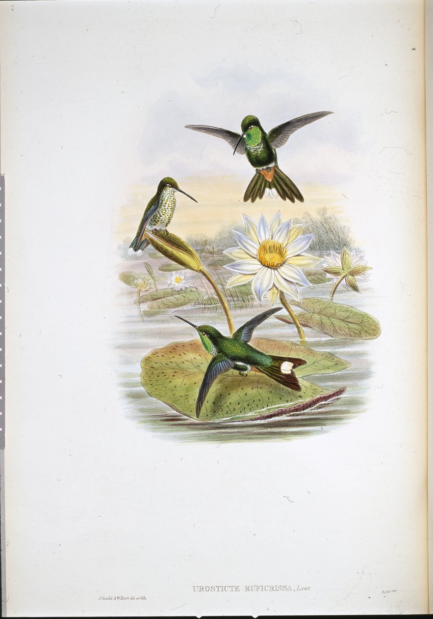 Rød-ventilert kolibri med hvit spiss (Urosticte Ruficrissa) (håndfarget litho) av John (after) Gould