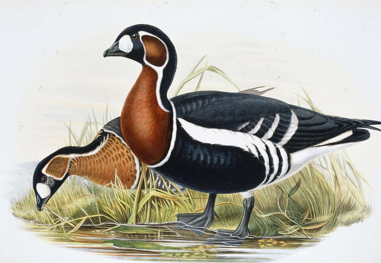 Rødbrynet gås (Bernicla Ruficollis (håndfarget litho) av John (after) Gould