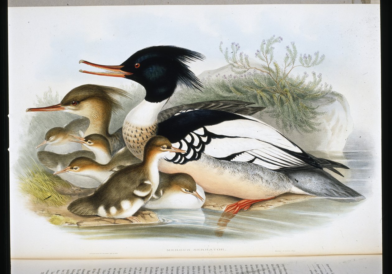 Red Breasted Merganser (Mergus Serrator) (håndfarget litho) av John (after) Gould