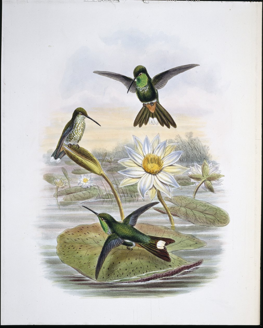 Rød ventilert hvit spiss (håndfarget litho) av John (after) Gould