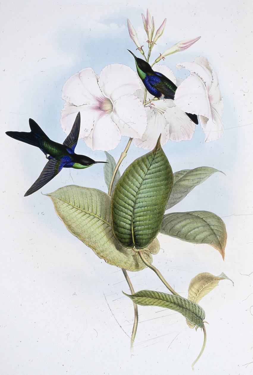 Refulent Panoplites (Thalurania Refulgens) (håndfarget litho) av John (after) Gould