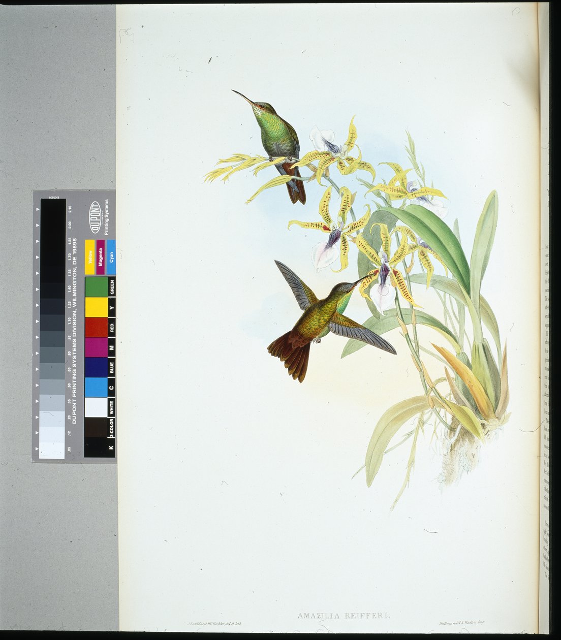 Rieggers Amazili (amazilia Riefferi) (håndfarget litho) av John (after) Gould