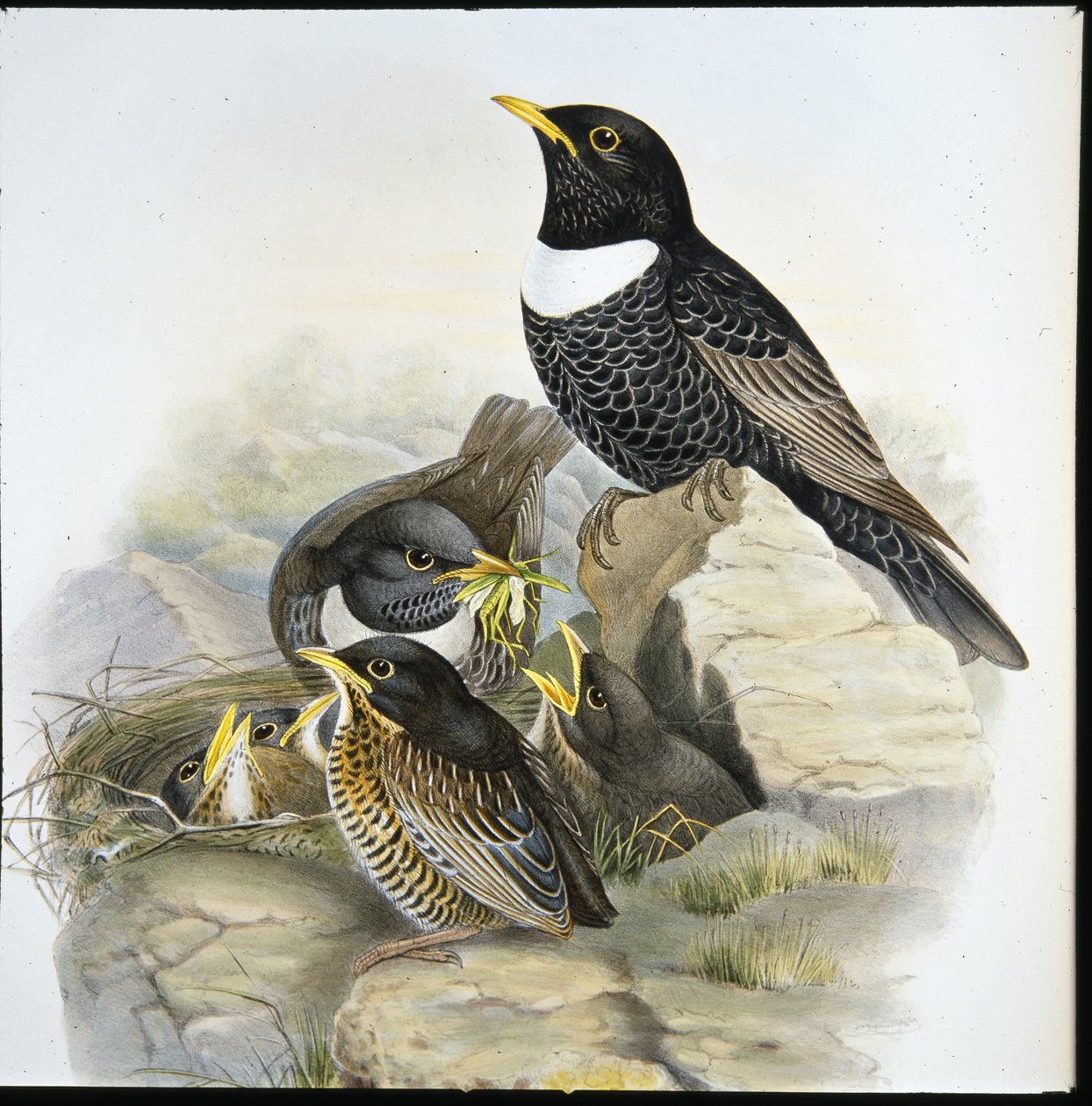 Ring Ouzel (Mer Ulatorquata) (håndfarget litho) av John (after) Gould