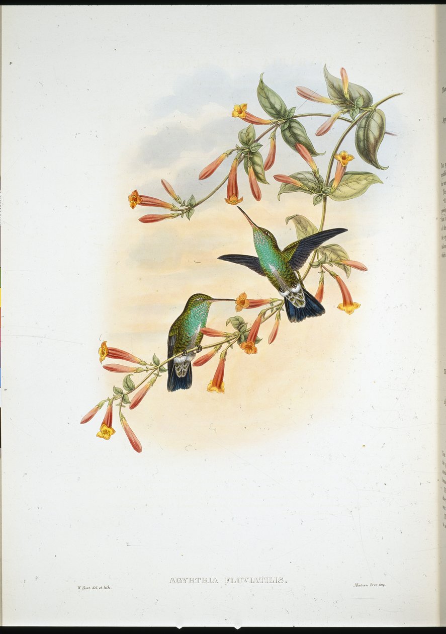 Riverine Emerald (Agyrtria Fluviatilis) (håndfarget litho) av John (after) Gould