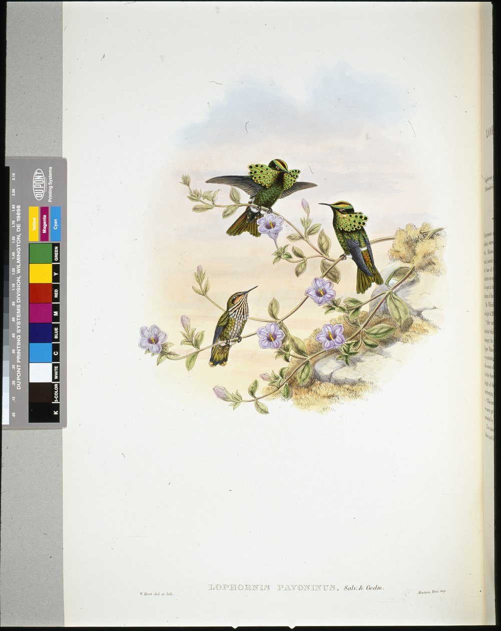 Roraima Coquette (lophornis pavoninus) (håndfarget litho) av John (after) Gould