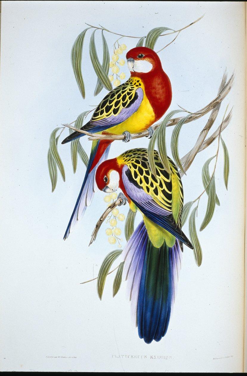 Rosenebbparakitt (Platycercus Eximius) (håndfarget litho) av John (after) Gould