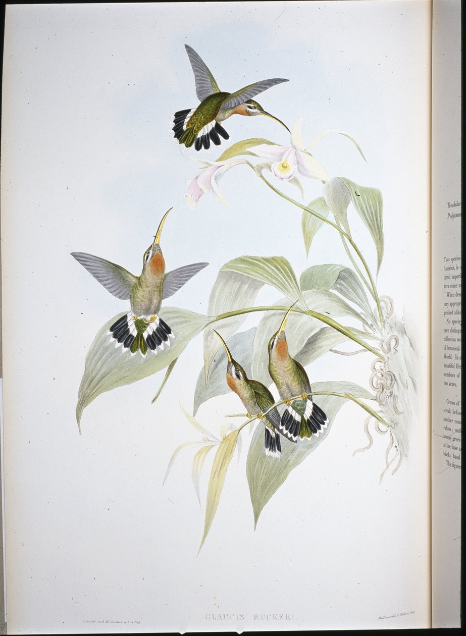 Rucker's Eremitt (Glaucis Ruckeri) (håndfarget litho) av John (after) Gould