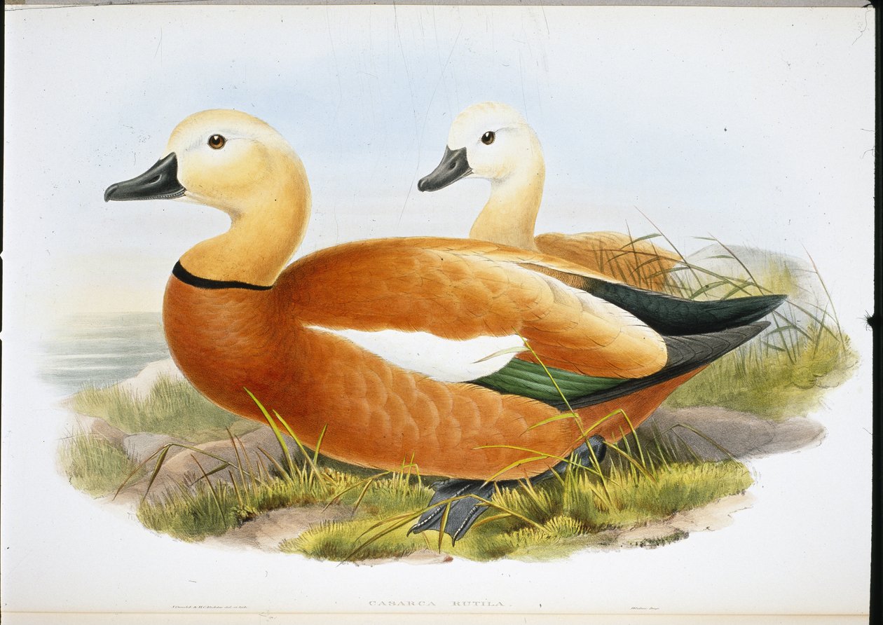 Ruddy Shelldrake (håndfargede medlemmer) av John (after) Gould