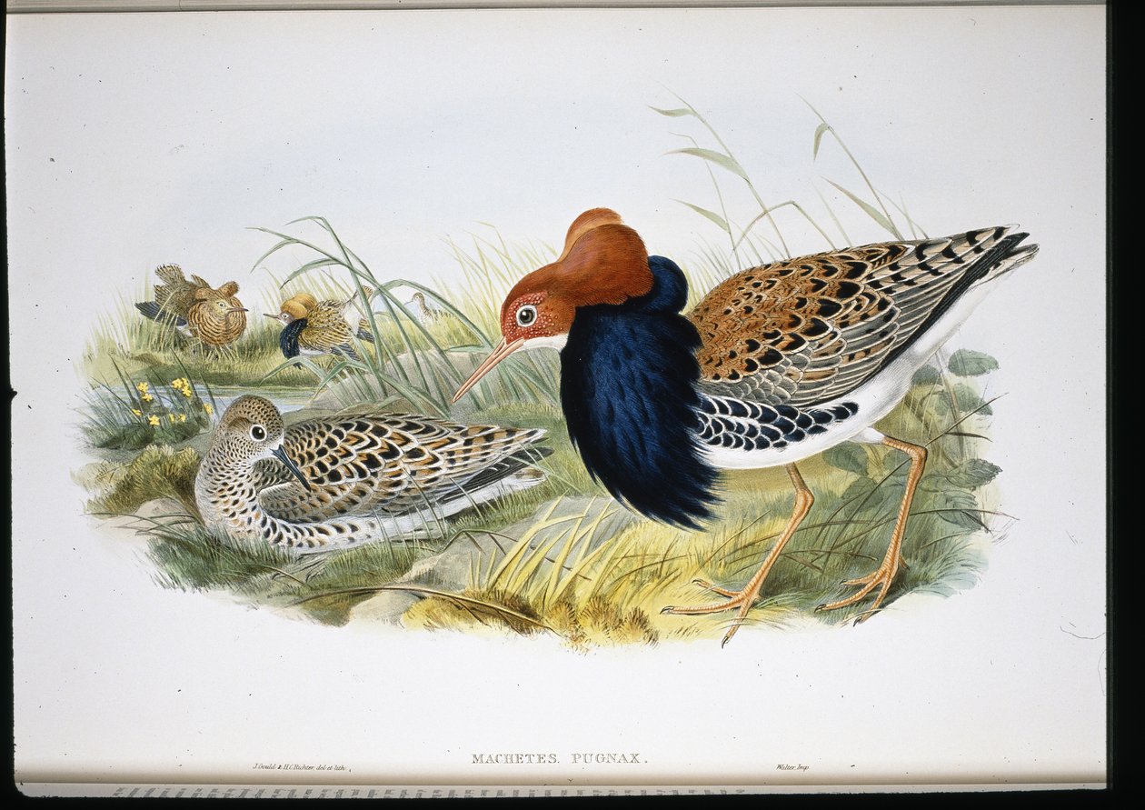 Ruff (håndfargede lemmer) av John (after) Gould