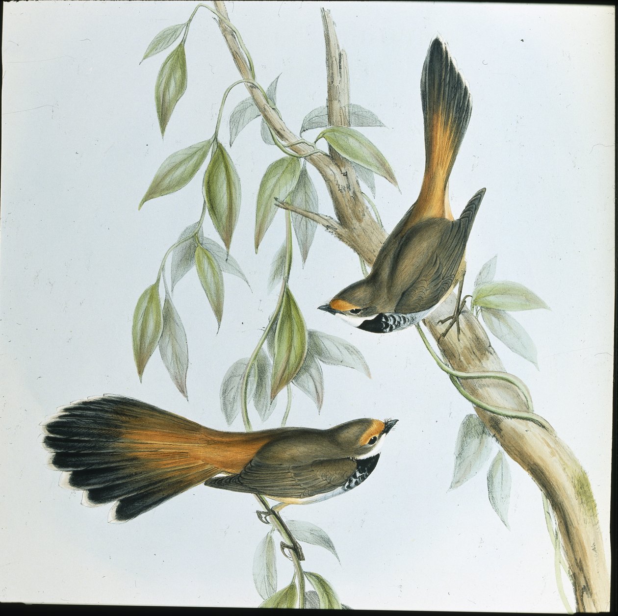Rufous-fronted Fantail (Rhipidura Rufifrons) (håndfarget litho) av John (after) Gould
