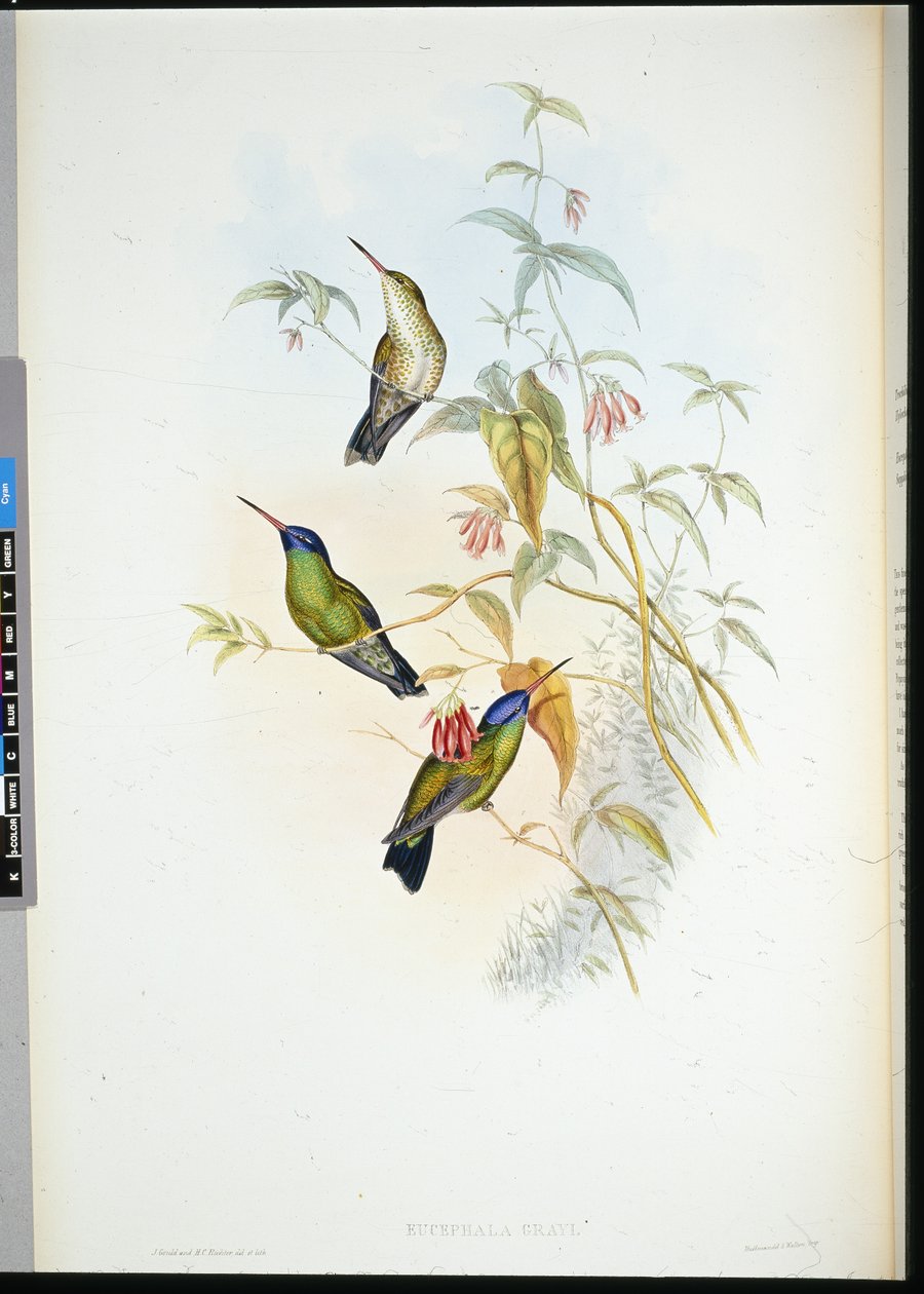 Rufous flammebærer (selasphorus rufus) (håndfarget litho) av John (after) Gould