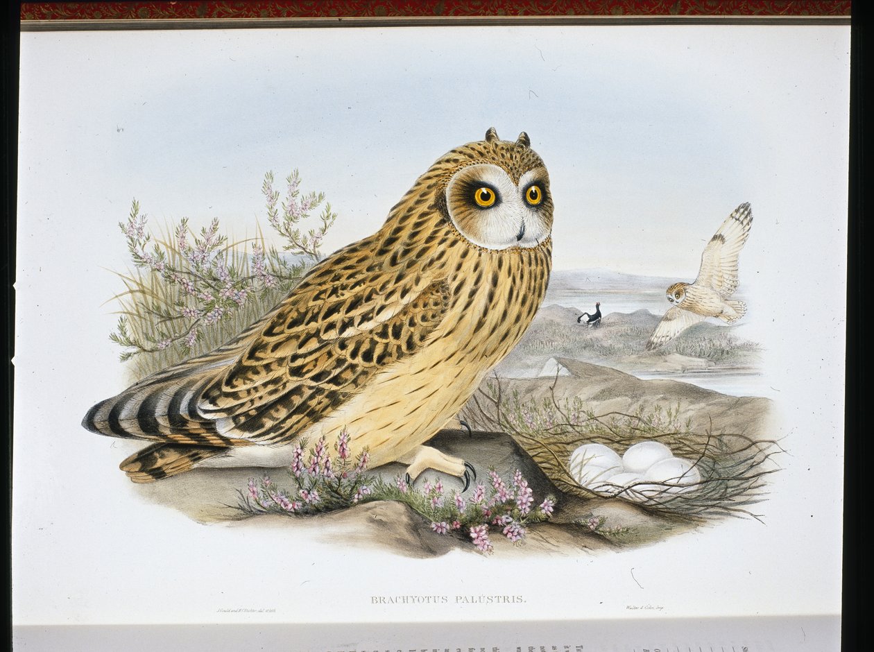 KORTHØRET UGLE (Brachyotus Palustris) (håndfarget litho) av John (after) Gould