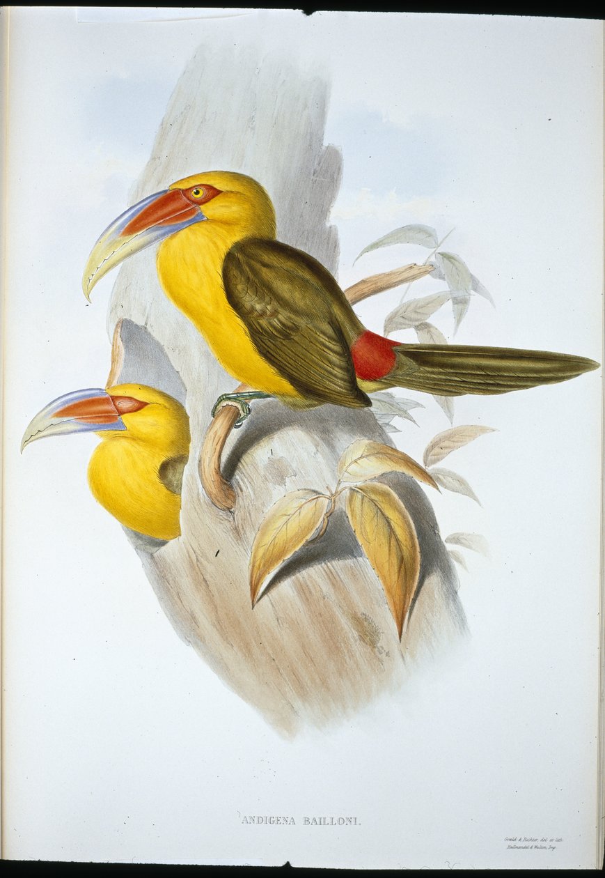 Safranfarget Hill Toucan (Andigena Bailloni) (håndfarget litho) av John (after) Gould
