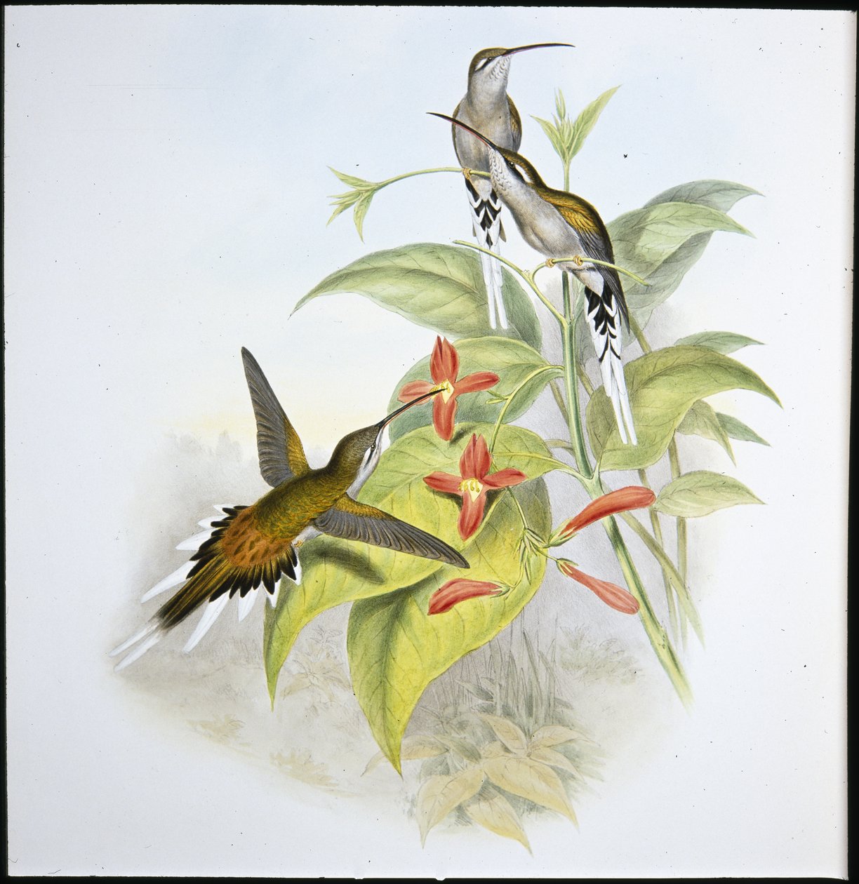 Salles eremitt (Phaethorn Augustus) (håndfarget litho) av John (after) Gould