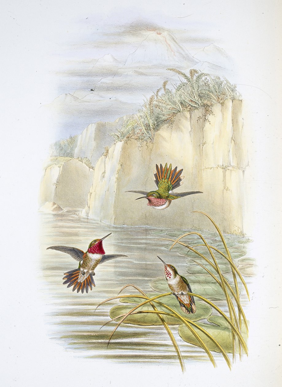 Salvins flammebærer. (Selasphorus ardens). (håndfarget litho) av John (after) Gould