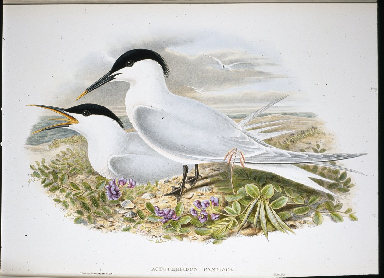 Sandwichtern (Actochel Cantiaca) (håndfarget litho) av John (after) Gould