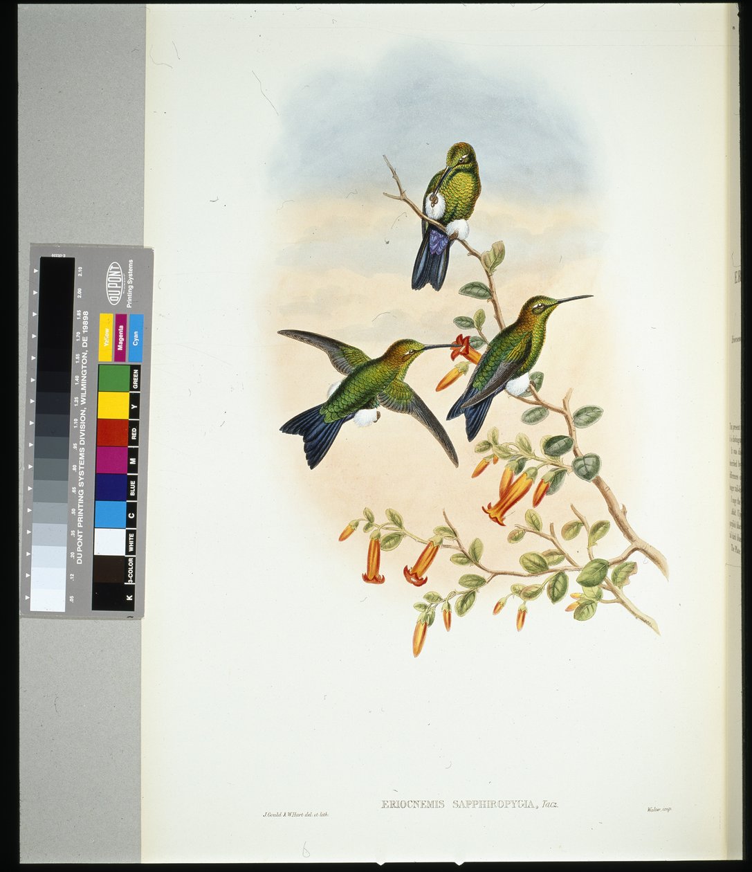Safirventilert Puff-leg (eriocnemis sapphiropygia) (håndfarget litho) av John (after) Gould