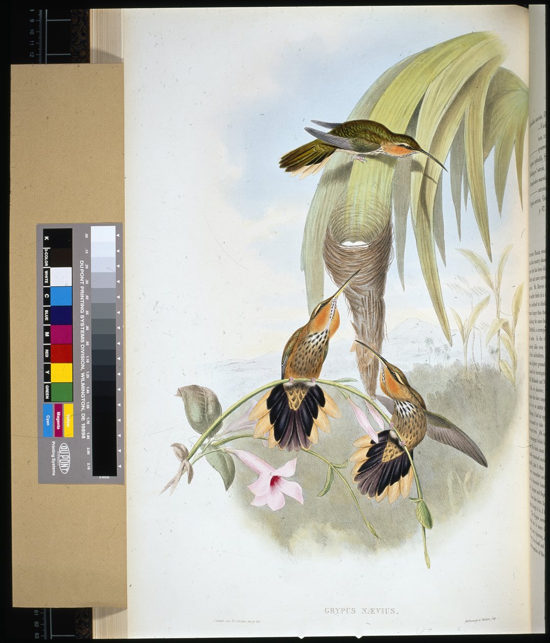 Sagnebb (grypus naevius) (håndfarget litho) av John (after) Gould