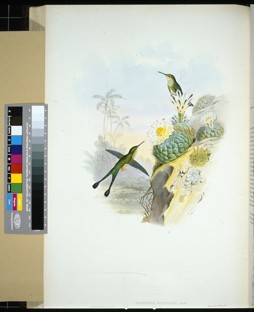 Saksehale Racket-hale (spathura scissiura) (håndfarget litho) av John (after) Gould