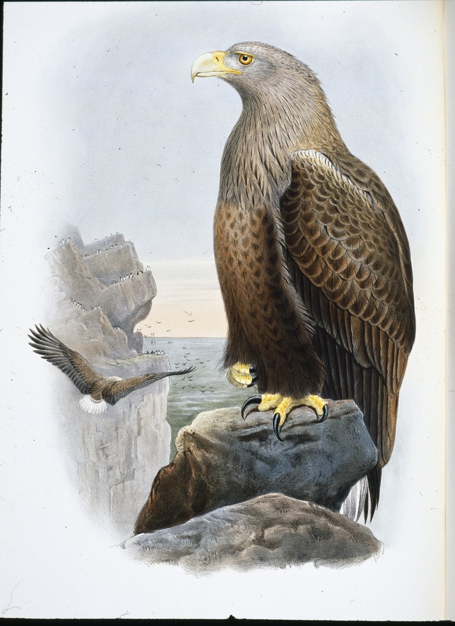 Havørn (Haliaetus Albicilla) (håndfarget litho) av John (after) Gould