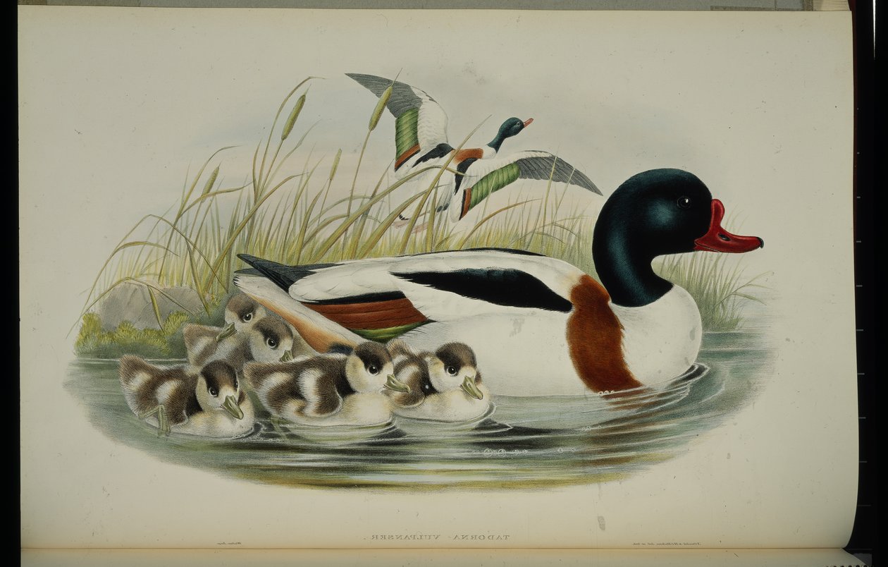 Shell Duck (Tadorna Vulpanser) (håndfarget litho) av John (after) Gould