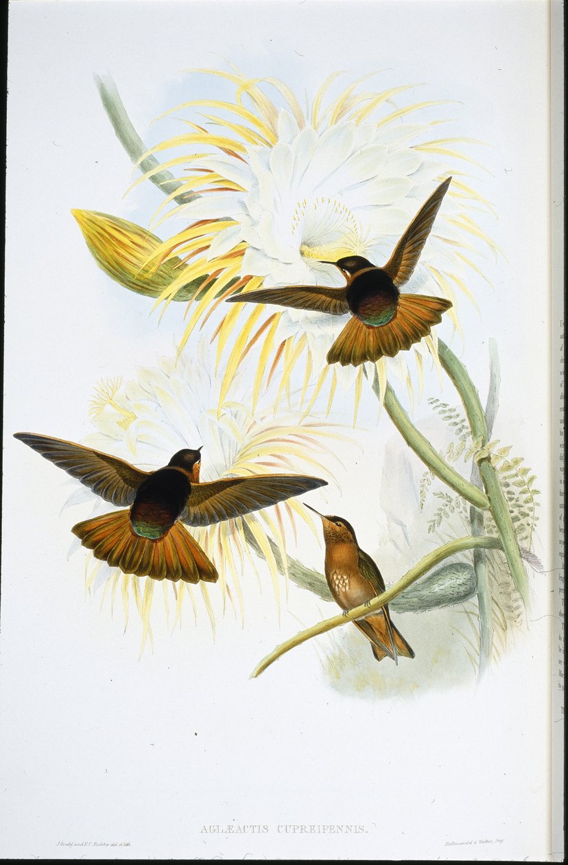 Skinnende solstråle (Agliaeactis Cupripennis) (håndfarget litho) av John (after) Gould