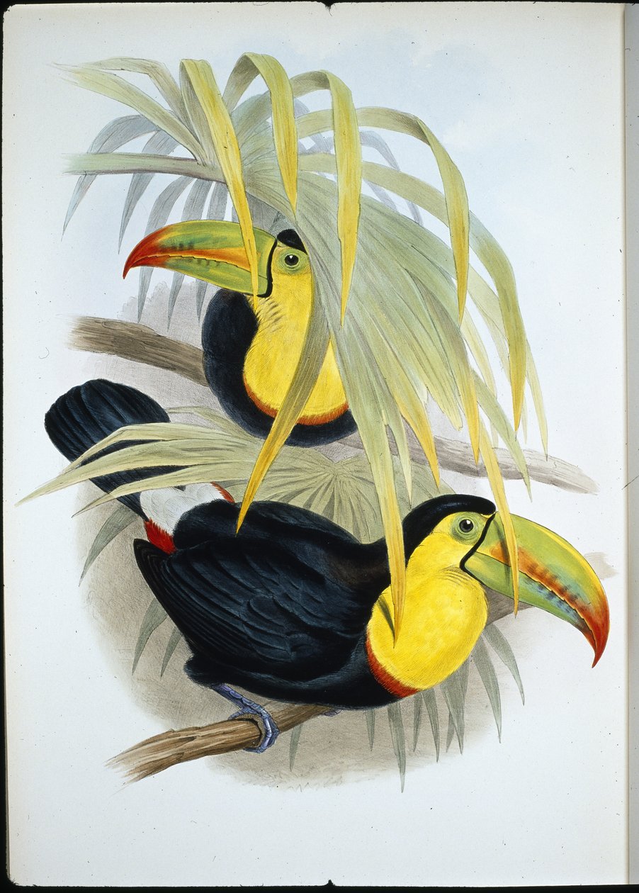 Kortnebbtukan (Ramphastos Brevicarinatus) (håndfarget litho) av John (after) Gould