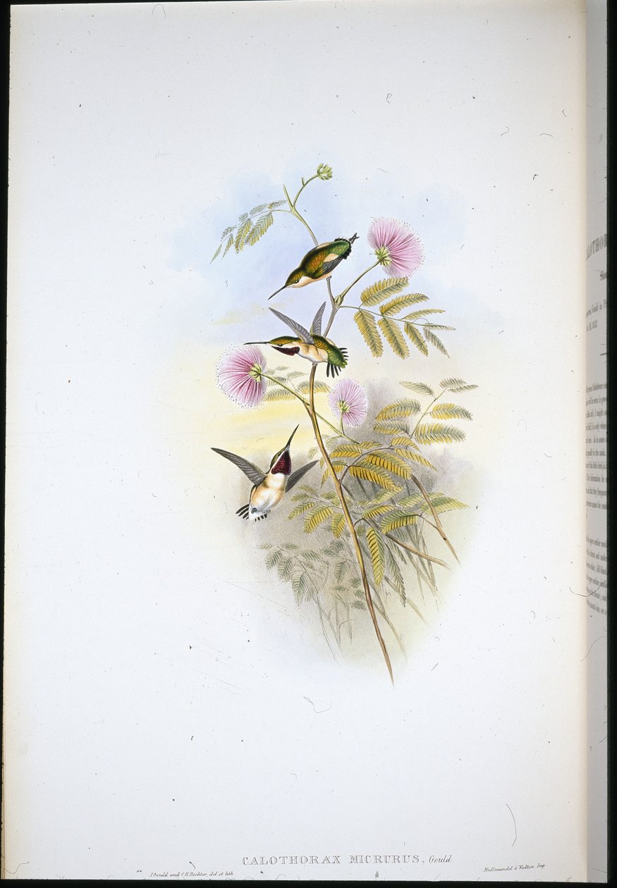 Korthalet trestjerne (Calothorax Micrurus) (håndfarget litho) av John (after) Gould