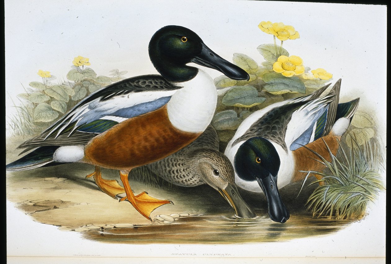 Shoveller ender (Spatula Clypeata) (håndfarget litho) av John (after) Gould