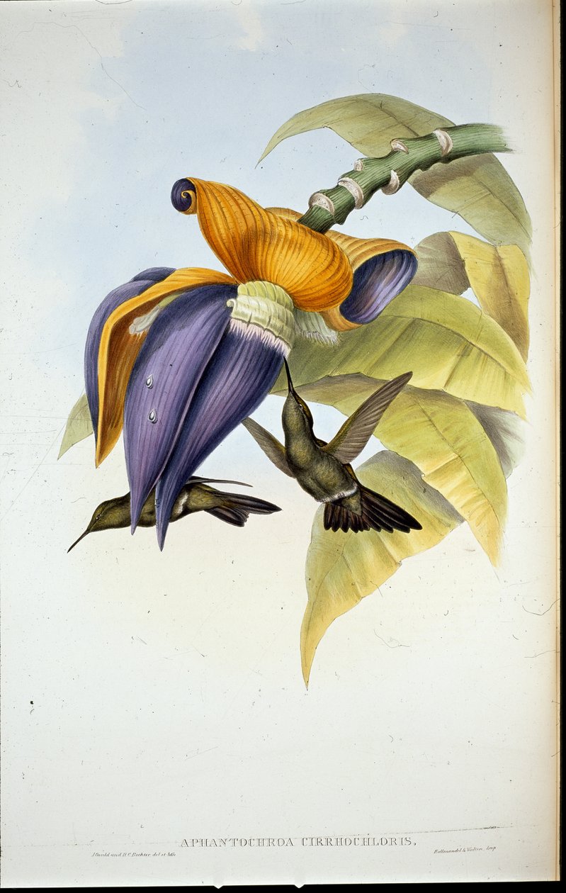 Dyster kolibri (Aphantochroa cirrhochloris) (håndfargede medlemmer) av John (after) Gould