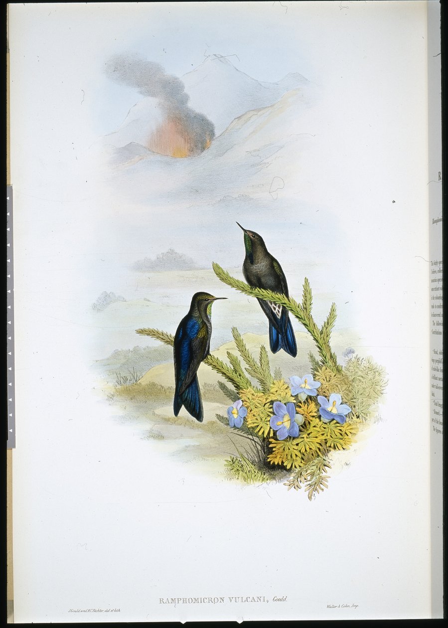 Southern Thorn-bill (Ramphomicron Vulcani) (håndfarget litho) av John (after) Gould