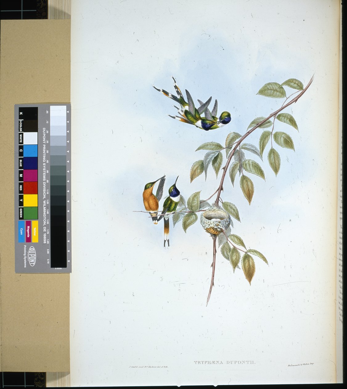 Glitrende hale (tryphaena dupontii) (håndfarget litho) av John (after) Gould