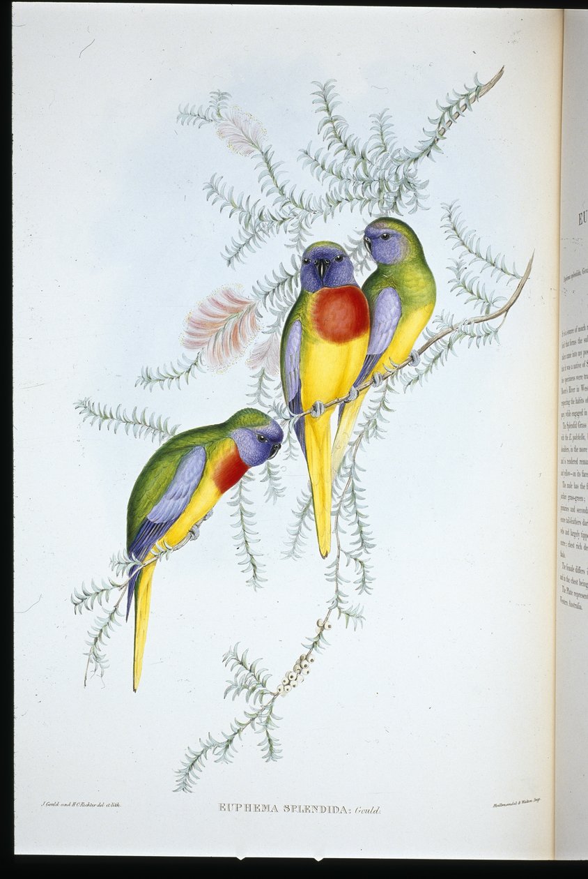 Splendid Grass Parakeet (euphema splendida) (håndfarget litho) av John (after) Gould