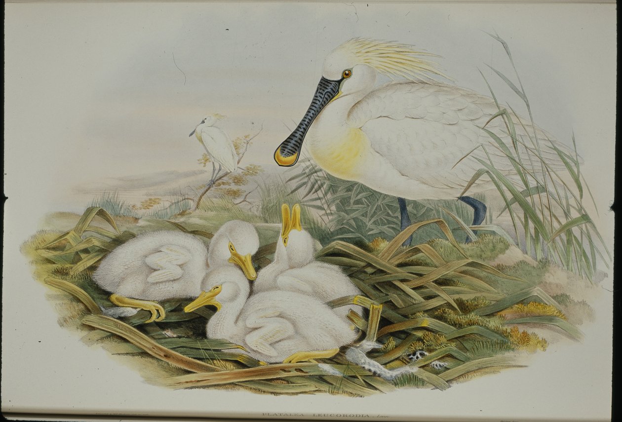 Skestork (Platalea Leucorodia) (håndfarget litho) av John (after) Gould