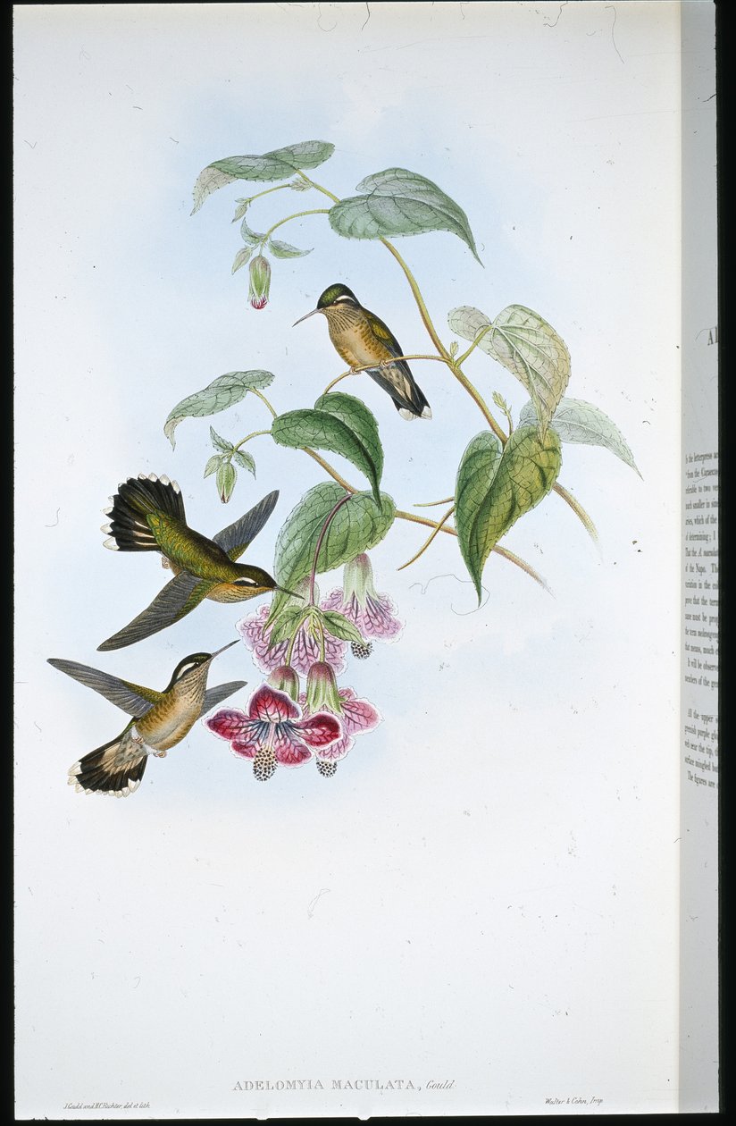 Spotted Adelomyia (Adelomyia Maculata) (håndfarget litho) av John (after) Gould