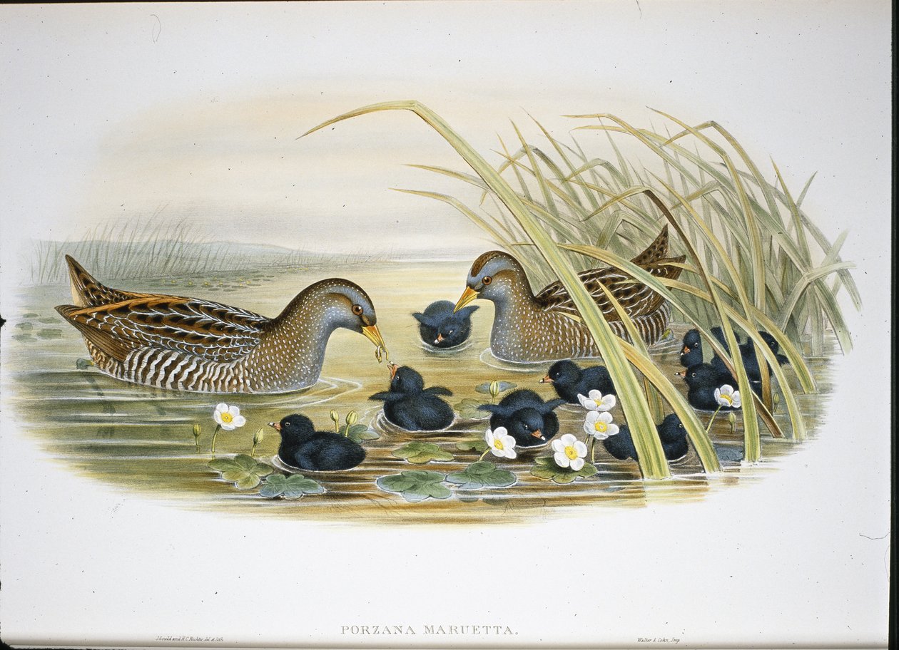 Spotted Crake (Porzana Maruetta) (håndfarget litho) av John (after) Gould