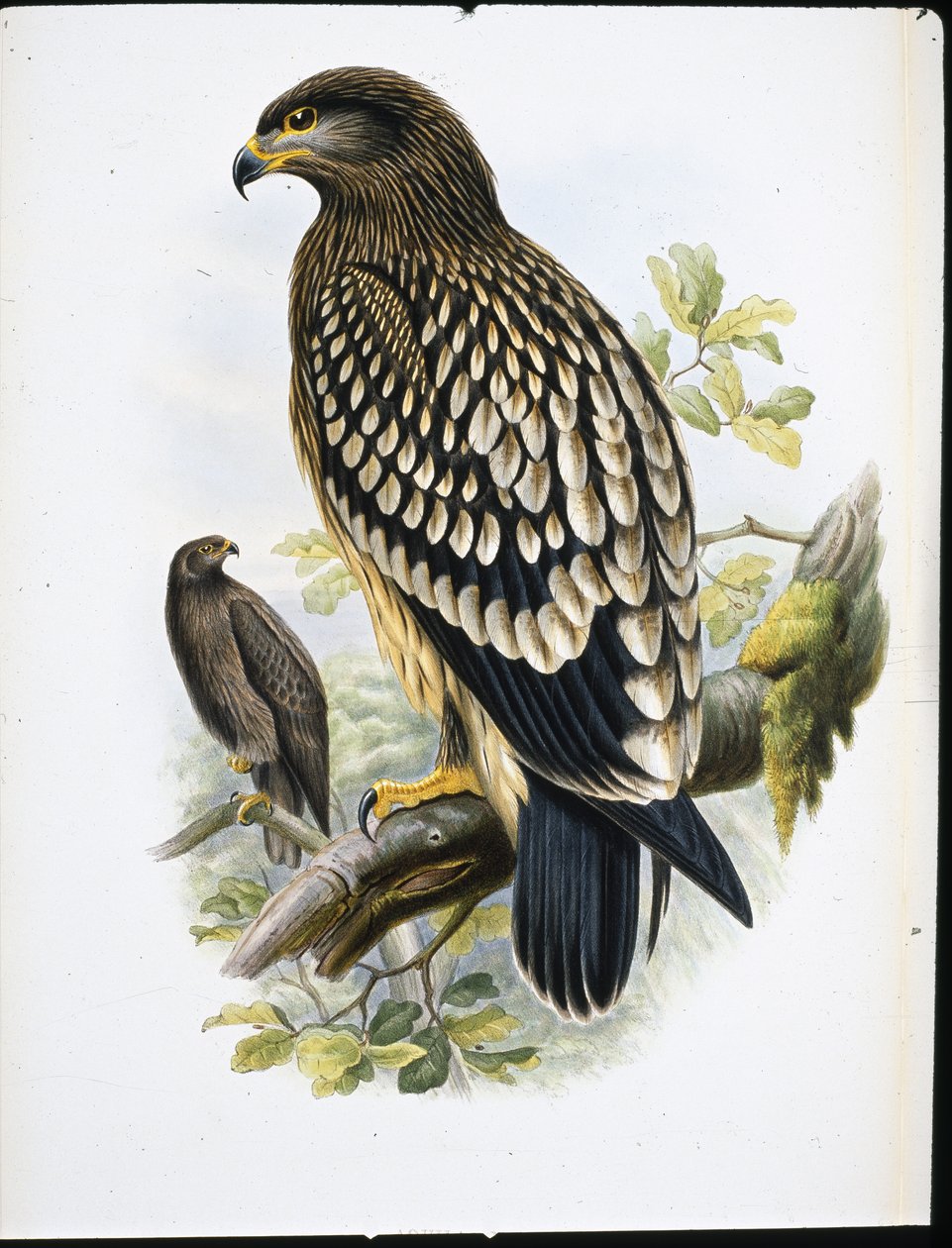 Spotted Eagle (Aquila Naevia) (håndfarget litho) av John (after) Gould