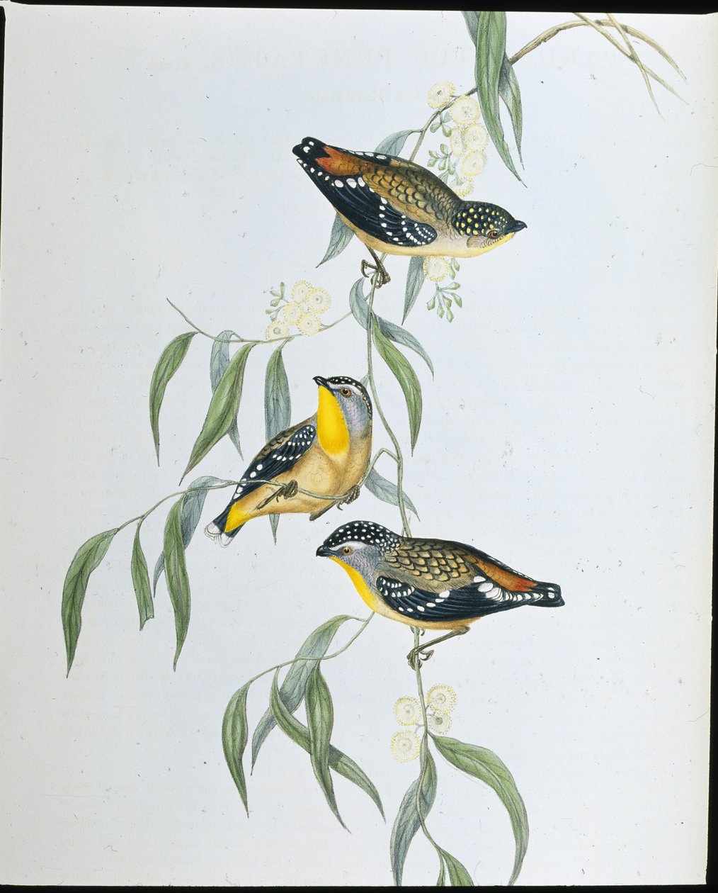 Spotted Pardalote (Pardalotus Punctatus) (håndfarget litho) av John (after) Gould