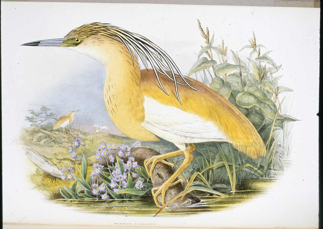 Squacco Heron (Buphus Comatus) (håndfarget litho) av John (after) Gould