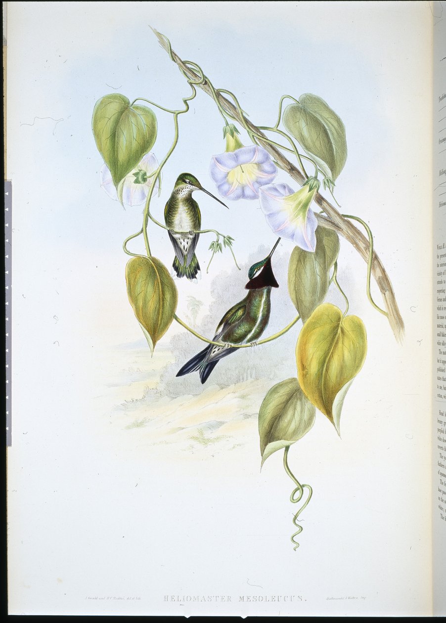Stripebreasted Star-throat (heliomaster mesoleucus) (håndfarget litho) av John (after) Gould