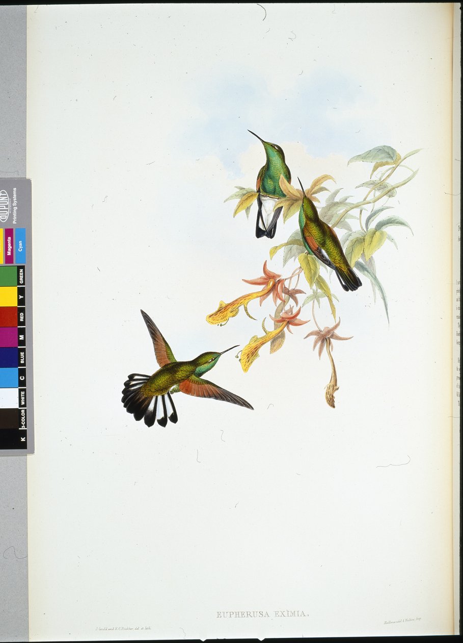 Stripe-hale kolibri (Eupherusa Eximia) (håndfarget litho) av John (after) Gould