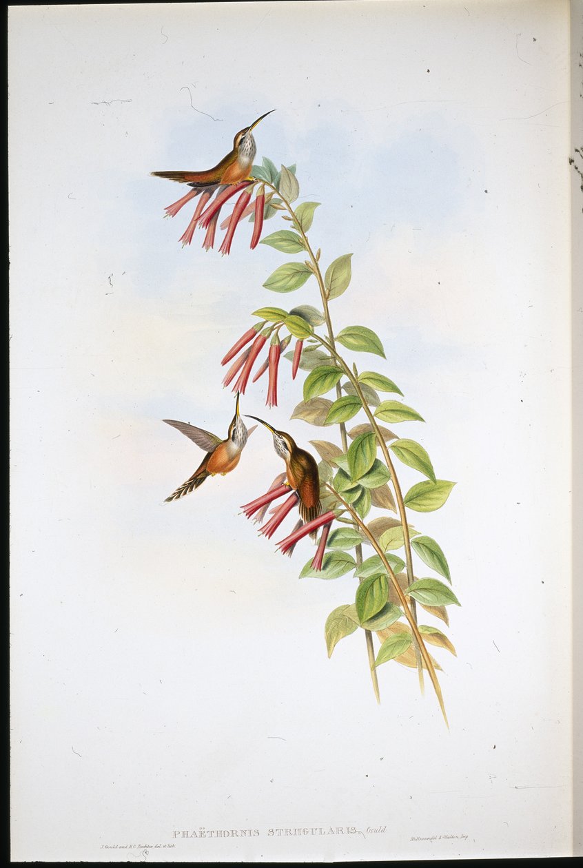 Stripe-throated eremitt (Phaethornis Striigularis) (håndfarget litho) av John (after) Gould