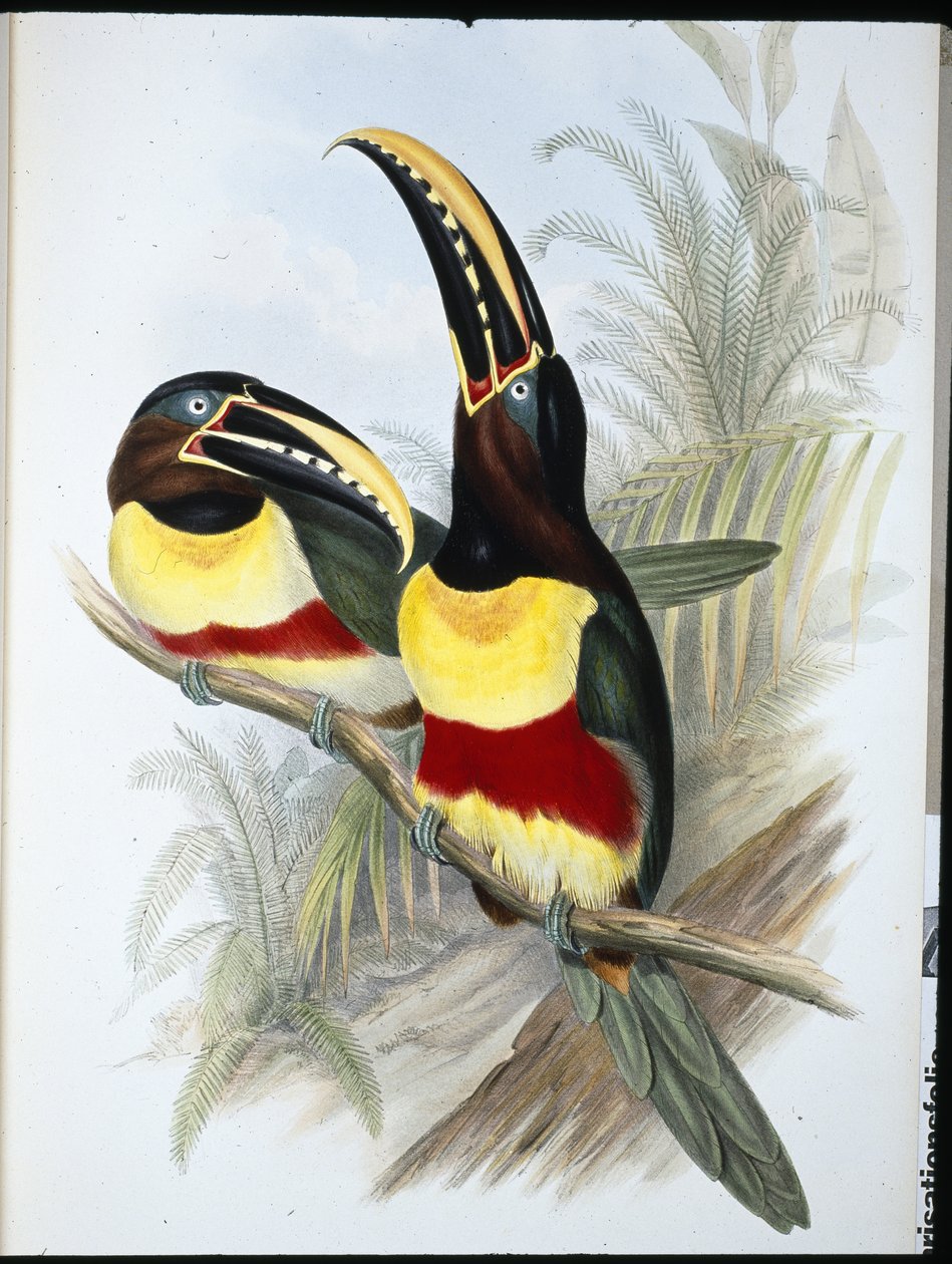 Svovel- og hvitbrynet tukan (Ramphastos Vitellinus) (håndfarget litho) av John (after) Gould